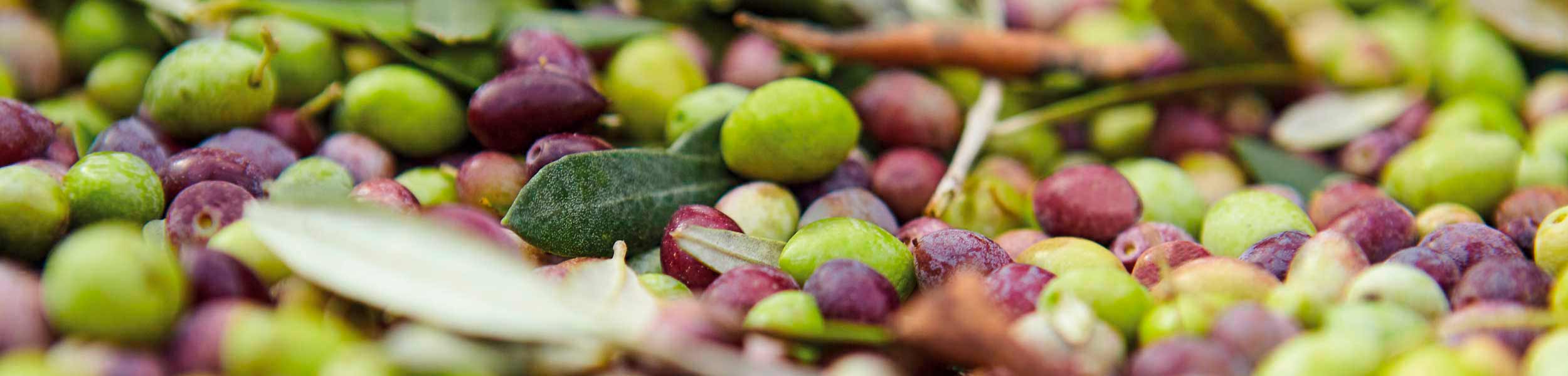 Die Koroneiki Olive ist bekannt ...